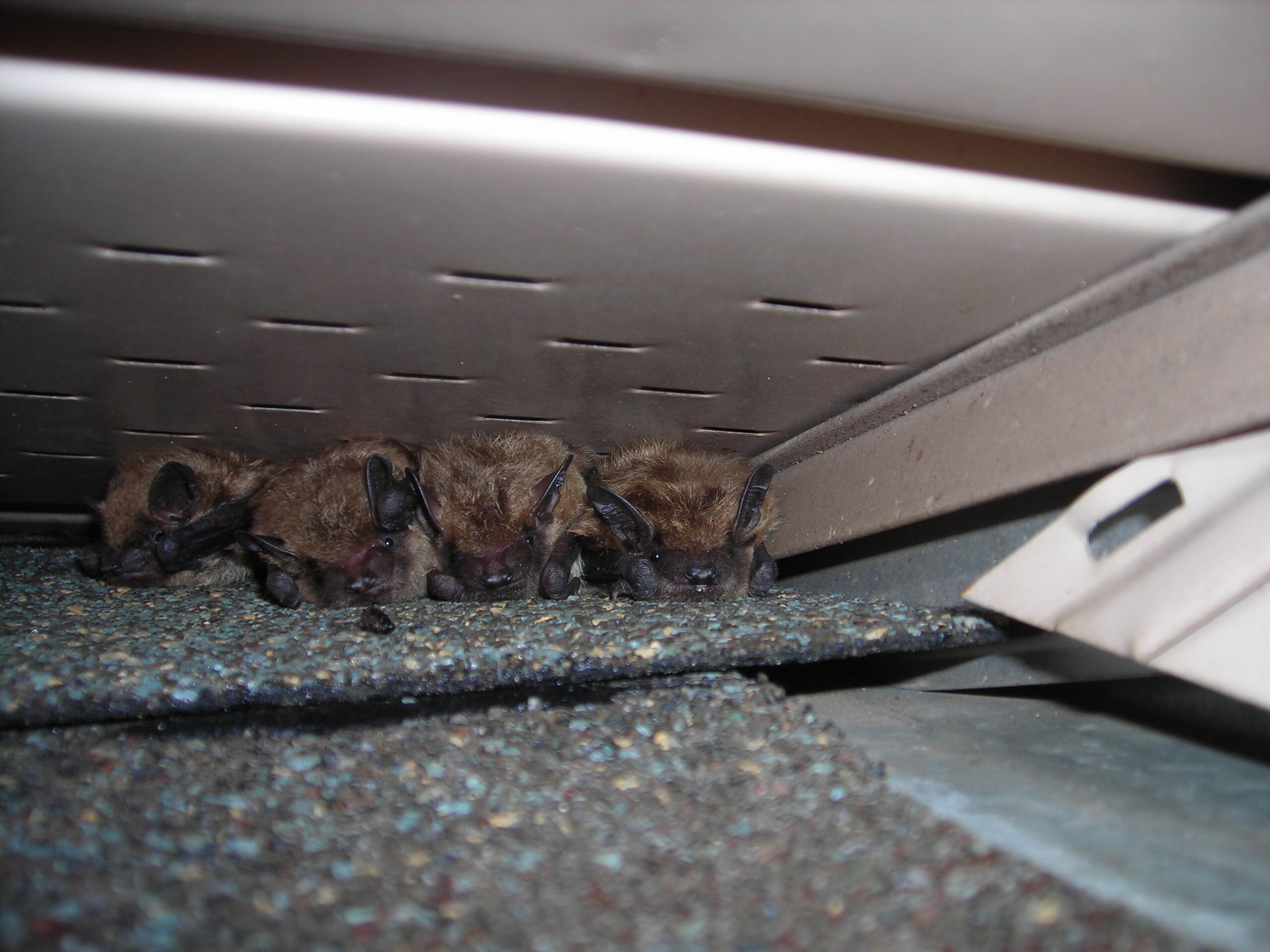 Bat Removal Anoka County