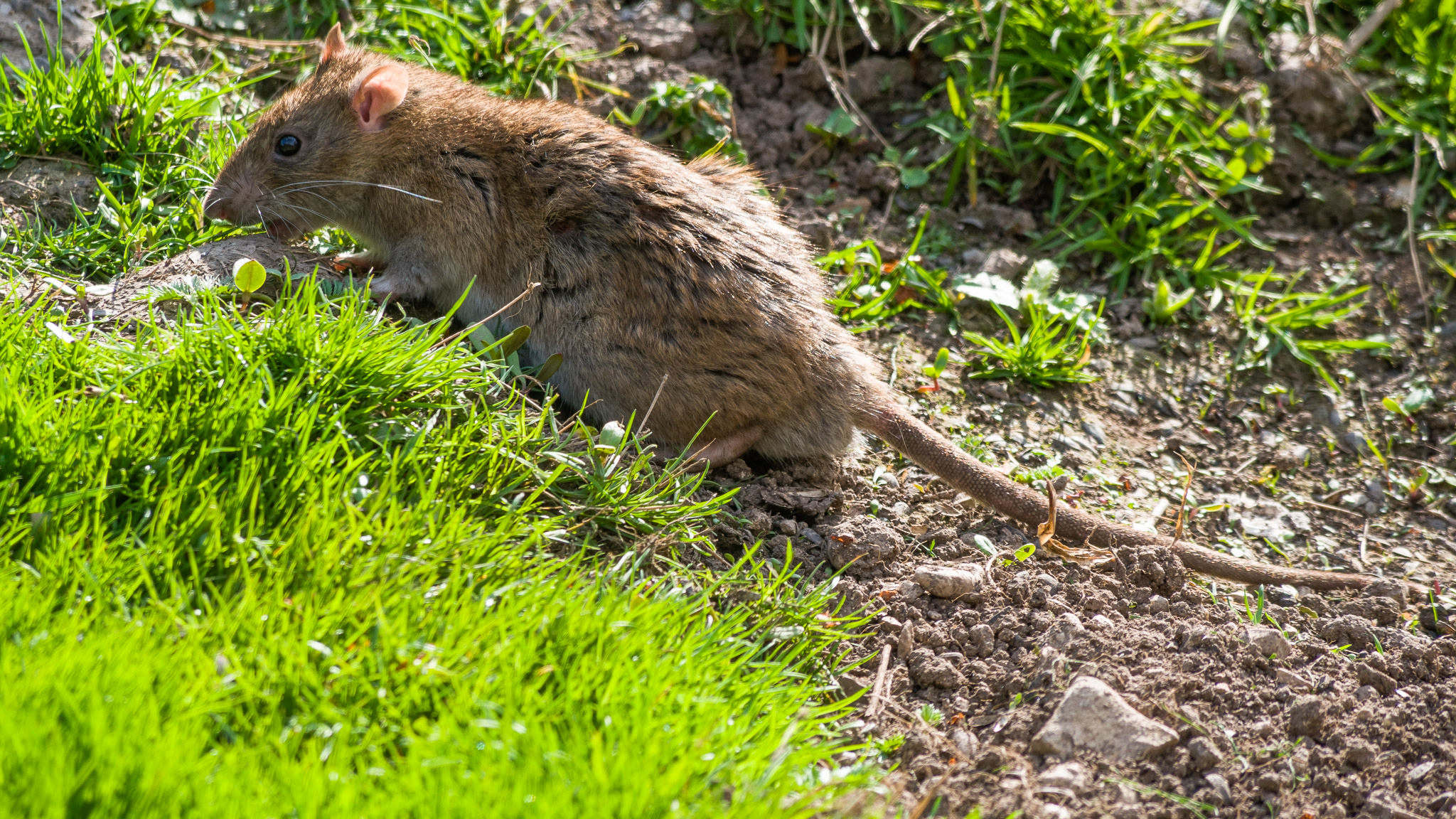 Rat Removal Anoka County