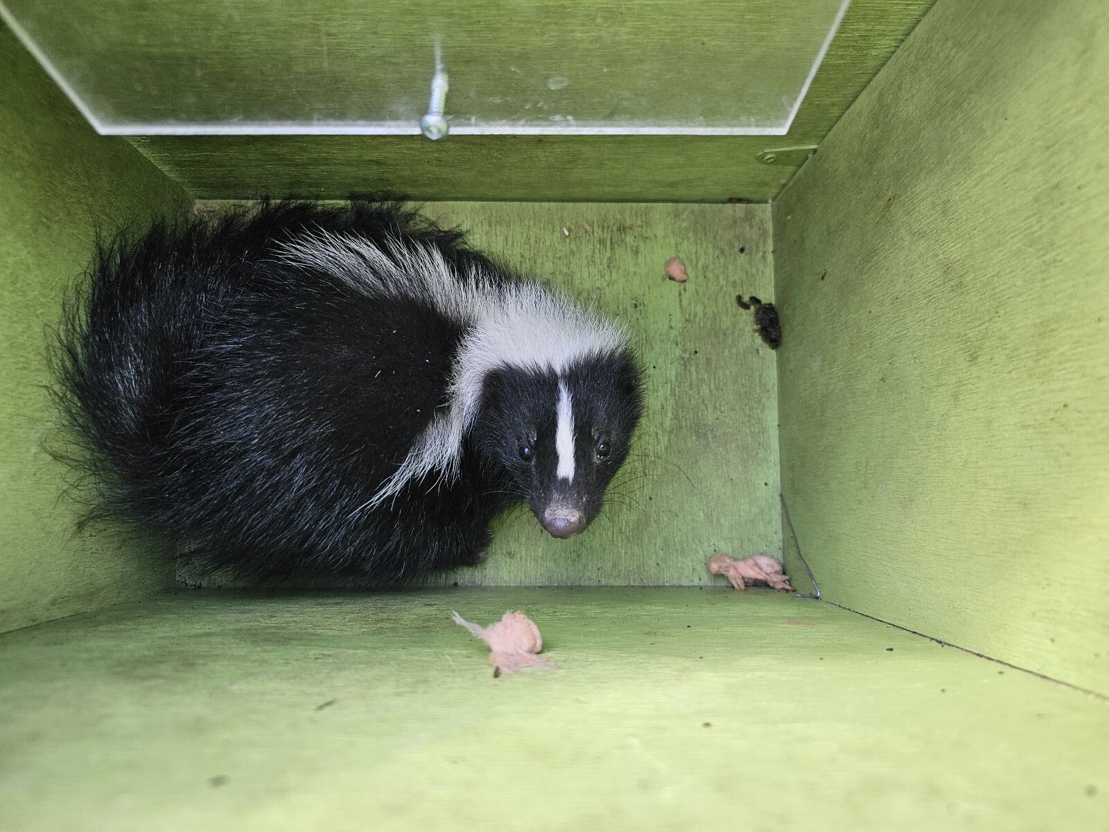 Skunk Removal Montreal