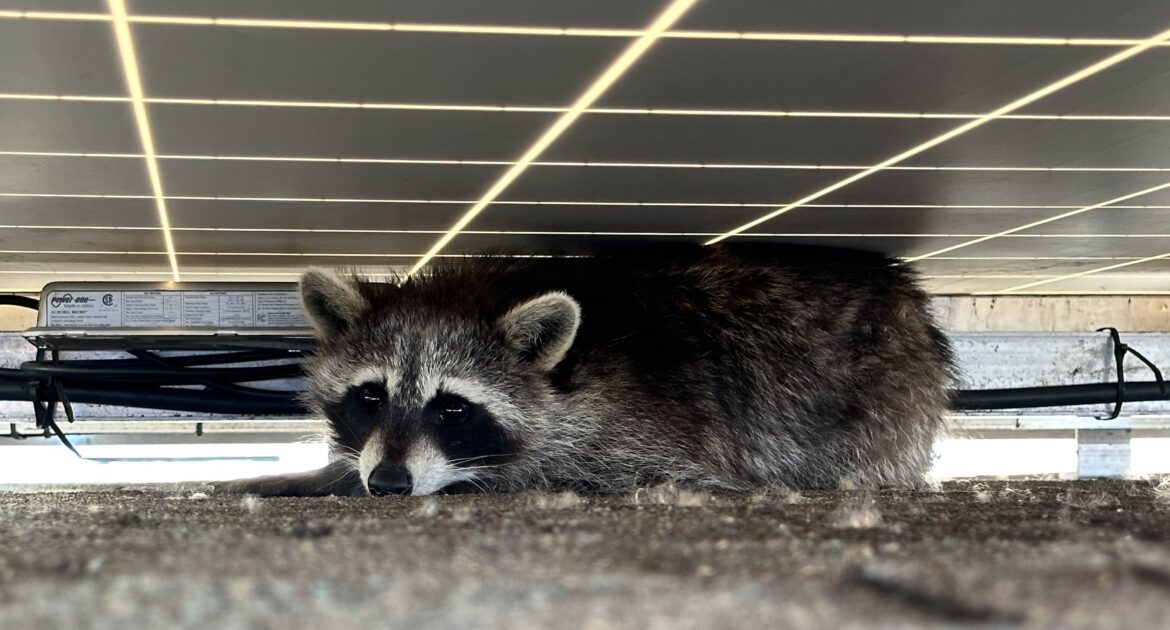 Raccoon Removal Hamilton