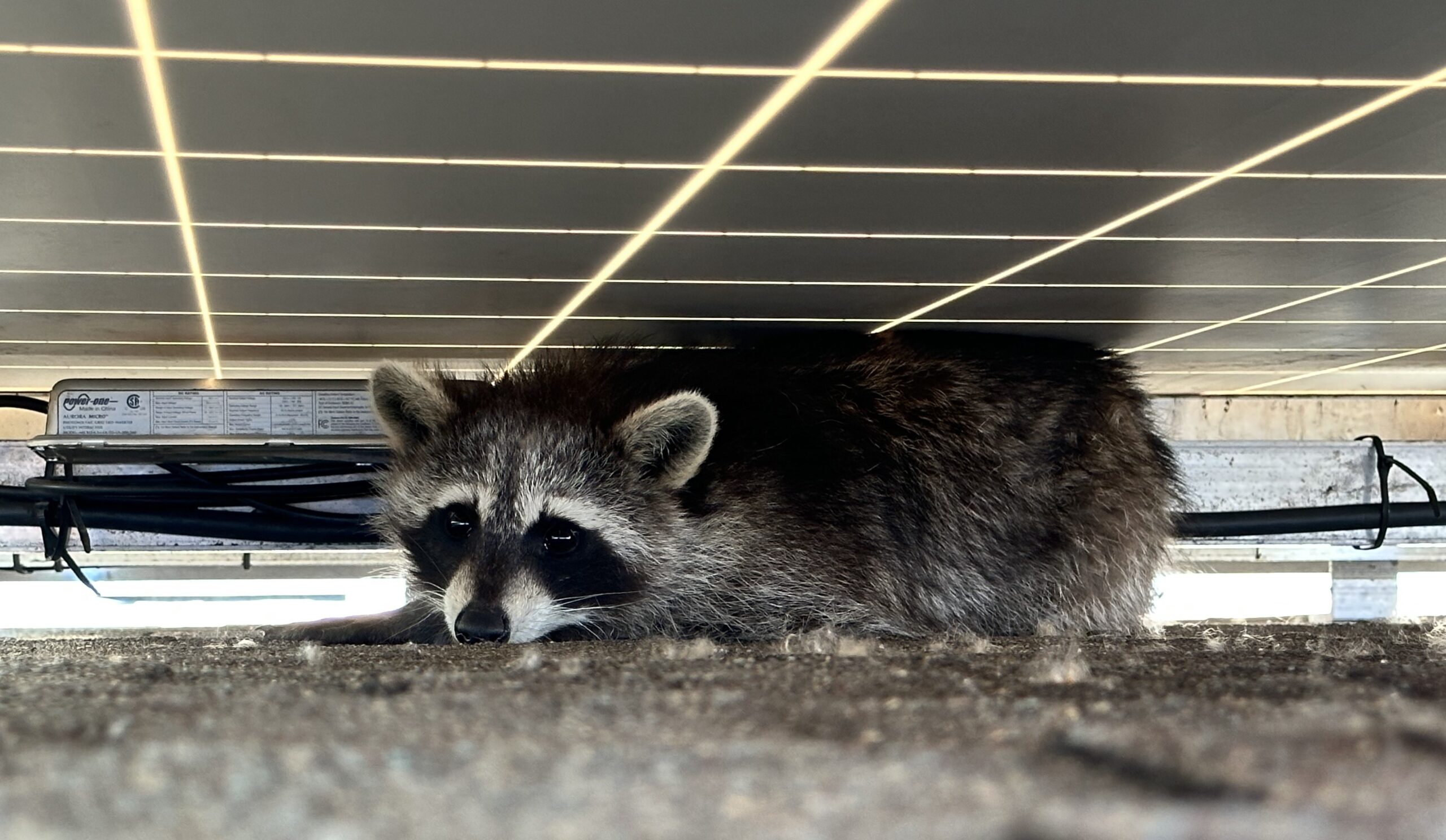 Raccoon Removal Hamilton