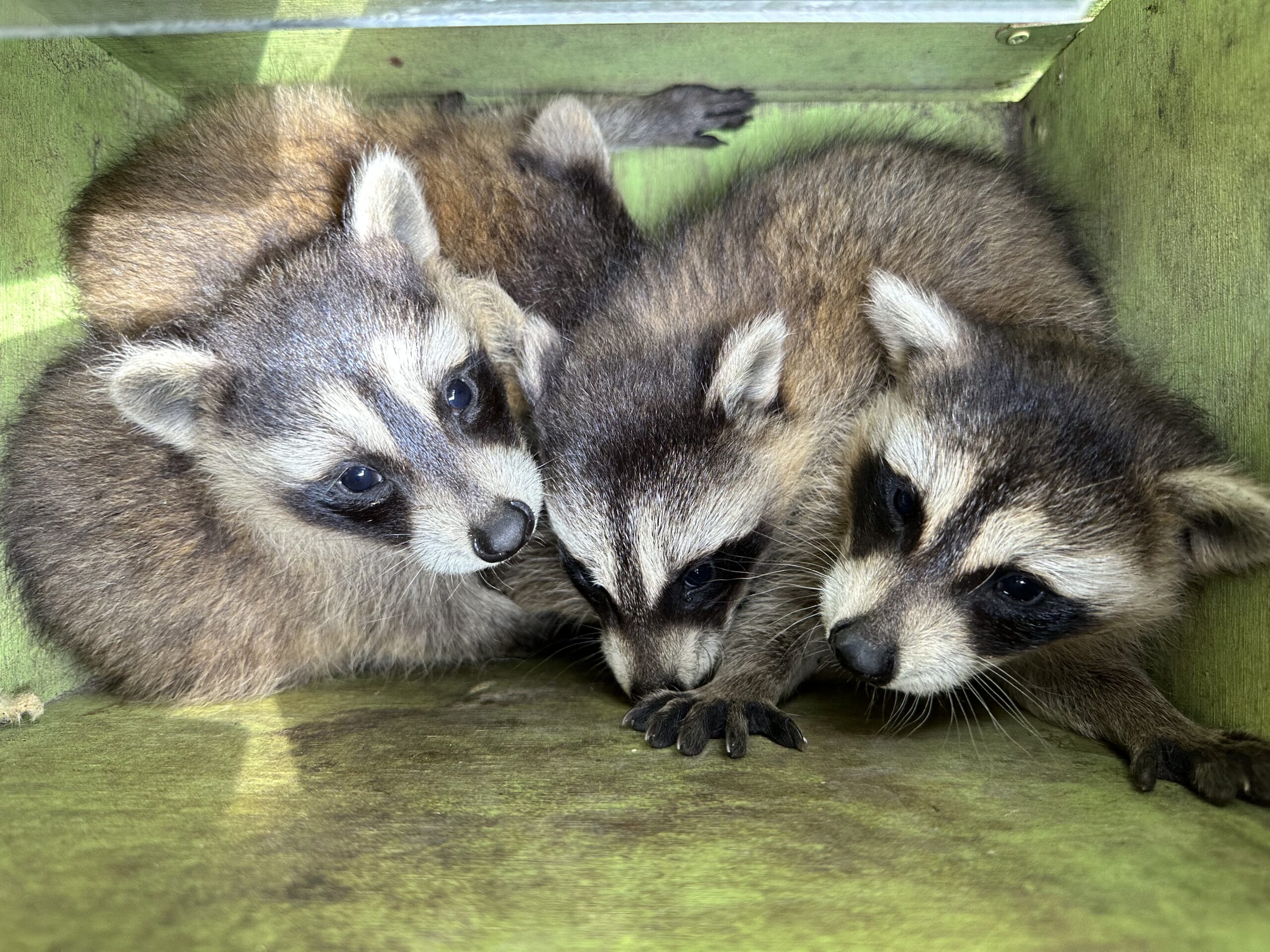 Raccoon Removal Annapolis