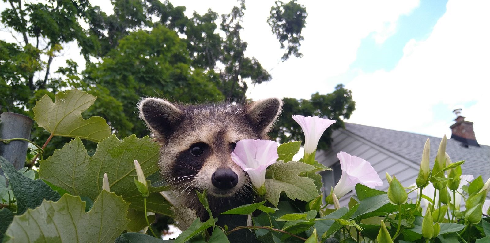 Raccoon Removal Toronto