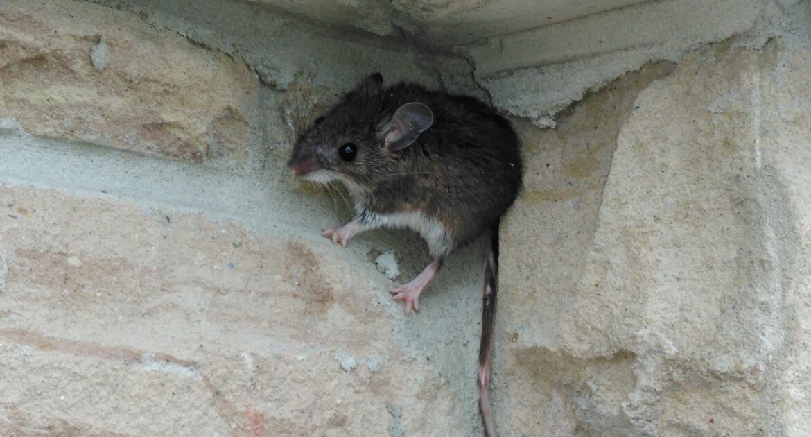 Mice Removal Hennepin County