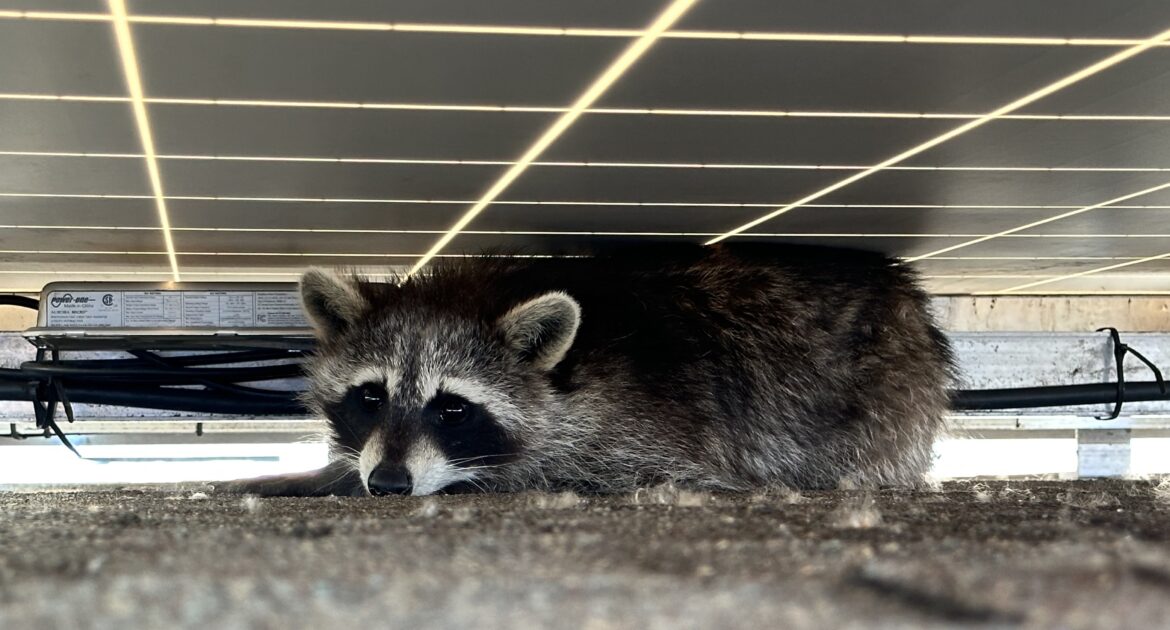 Raccoon Removal Coquitlam