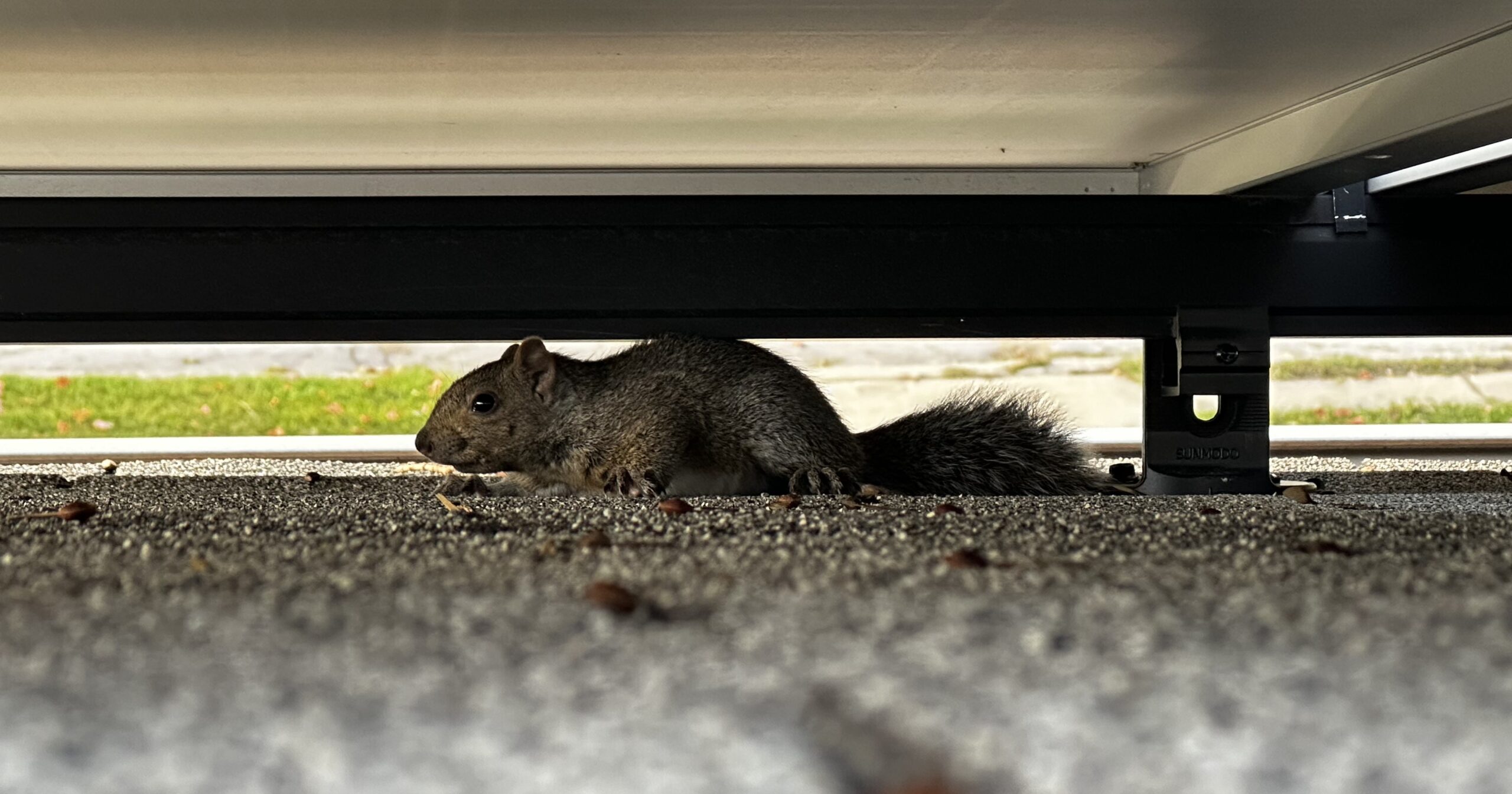 Squirrel Removal in Toronto