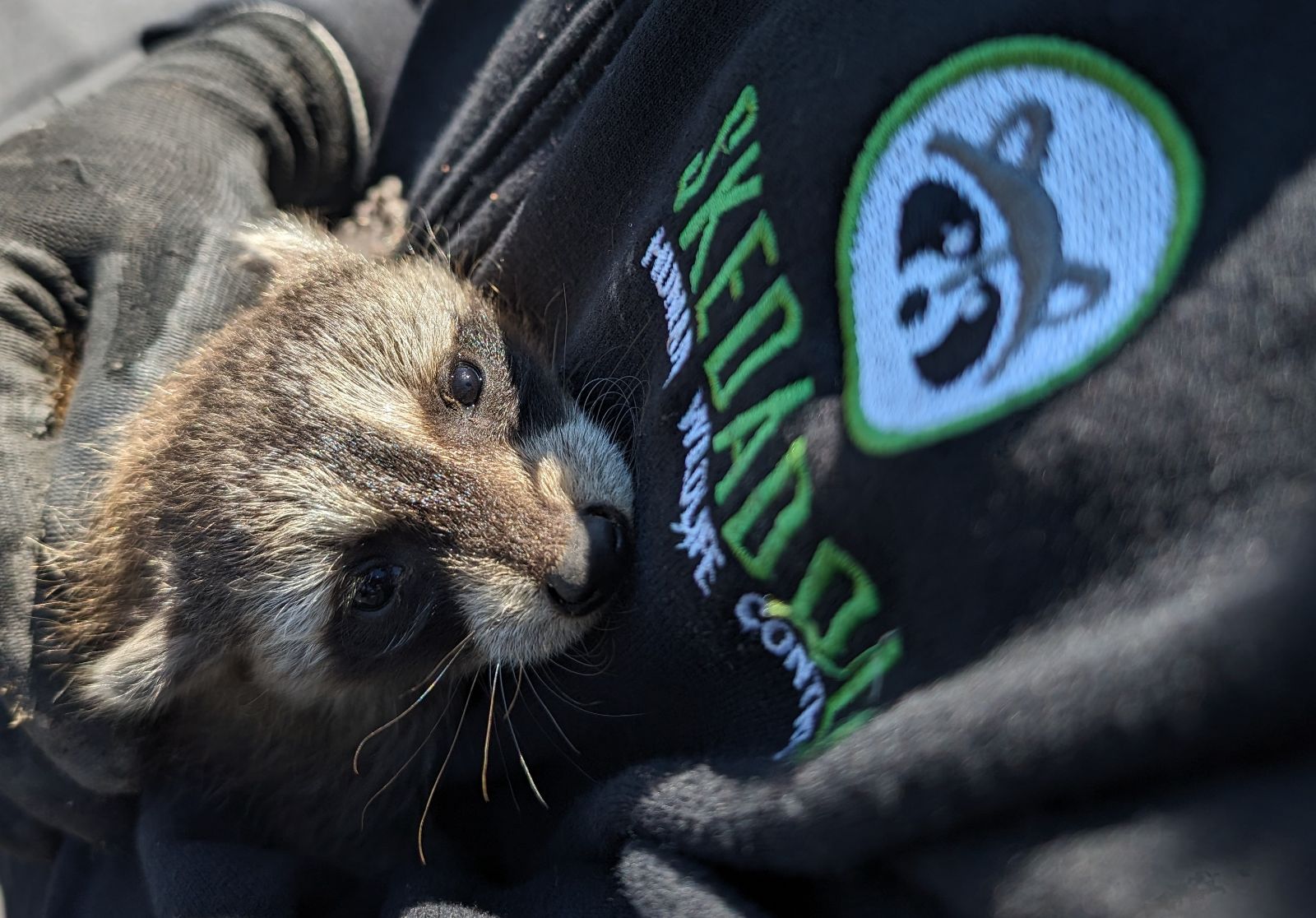 Raccoon baby next to Skedaddle logo on sweater Toronto Skedaddle Humane Wildlife Control April, 2024