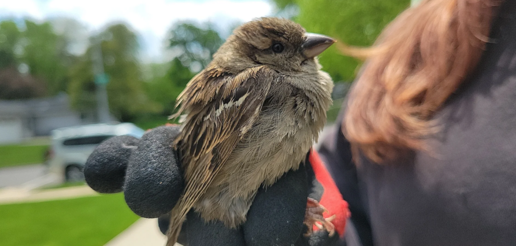 Bird Removal Severna Park