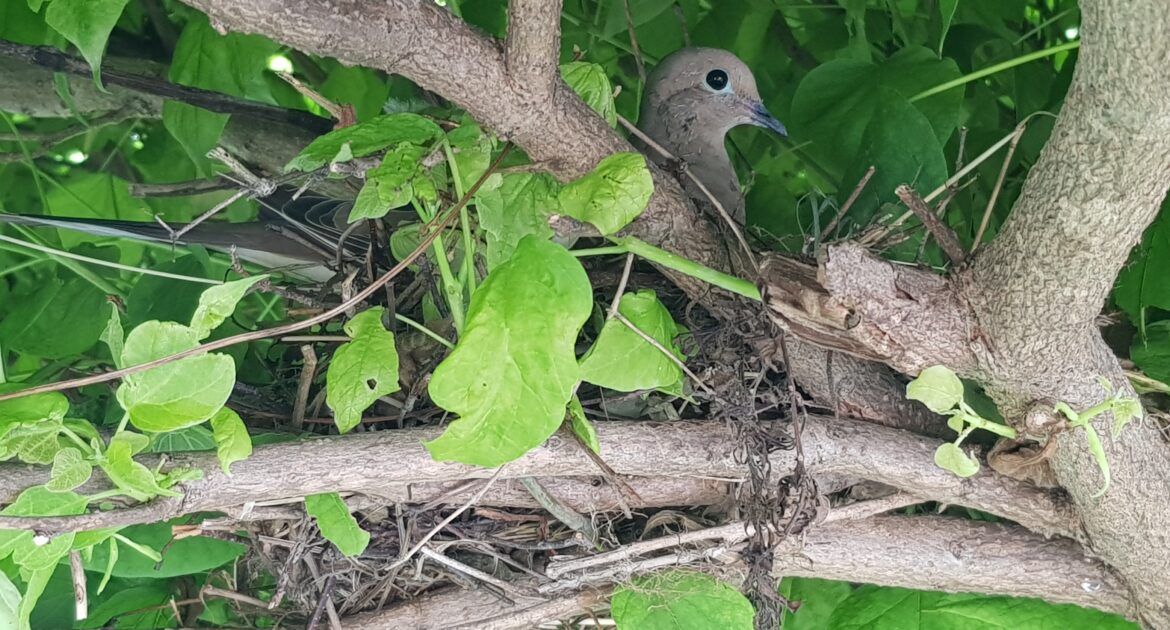 Bird Removal Victoria