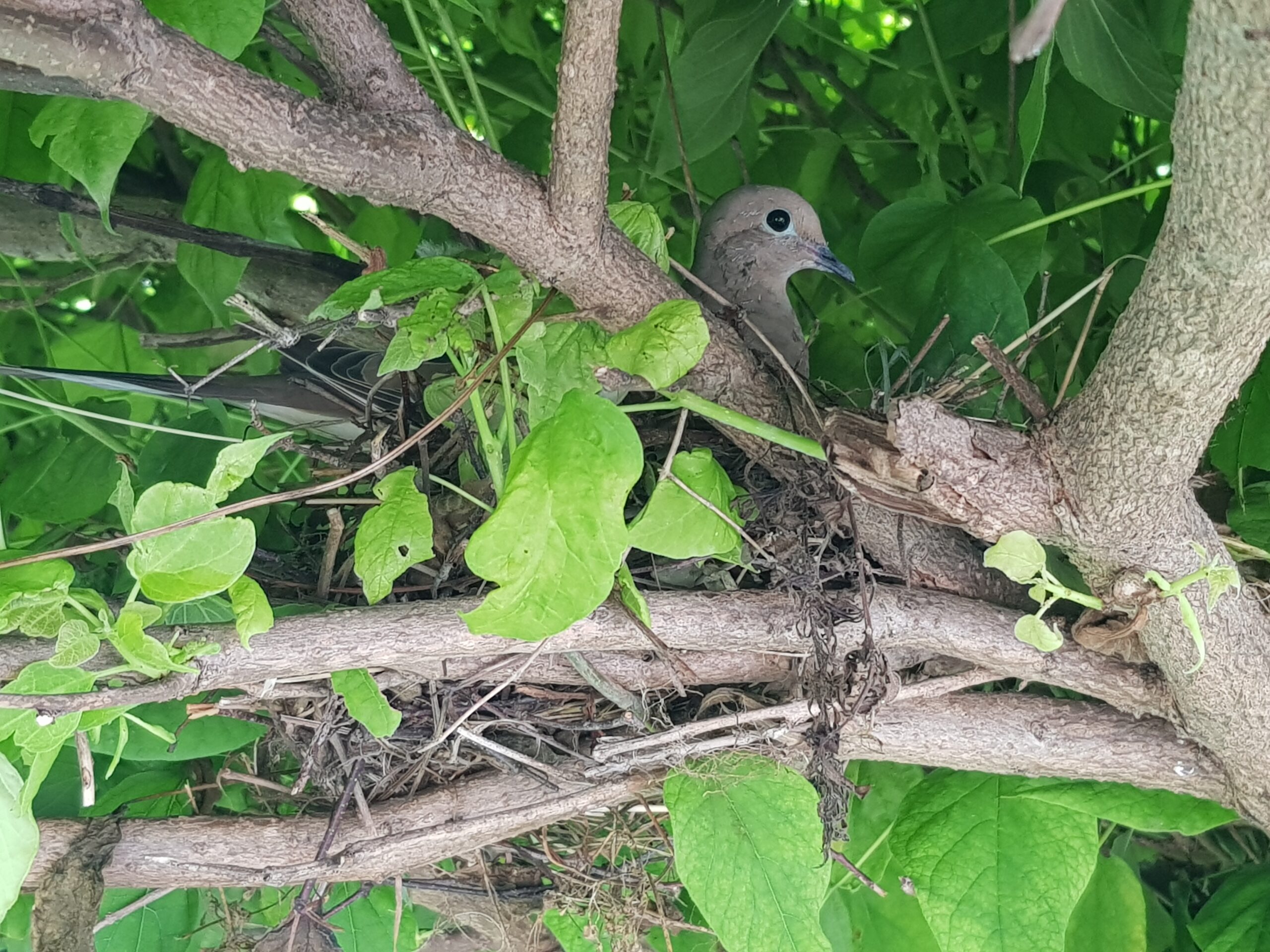 Bird Removal Victoria