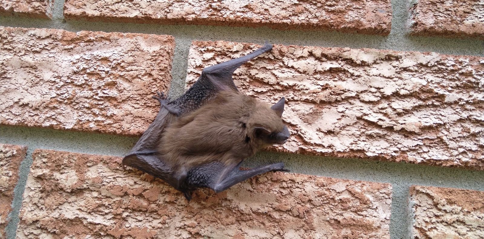 Bat Removal Pasadena