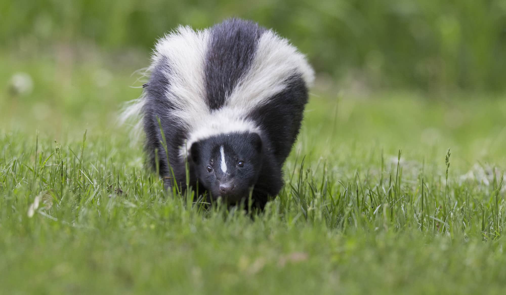 Skunk Removal Toronto