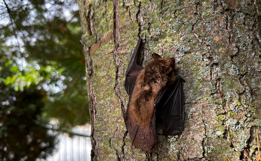 bat on tree skedaddle humane wildlife control October 2023