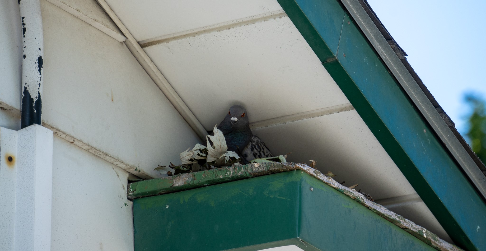 pigeon RSI roof soffit intersection nest pigeons birds skedaddle humane wildlife control September 2023 (3) (1)