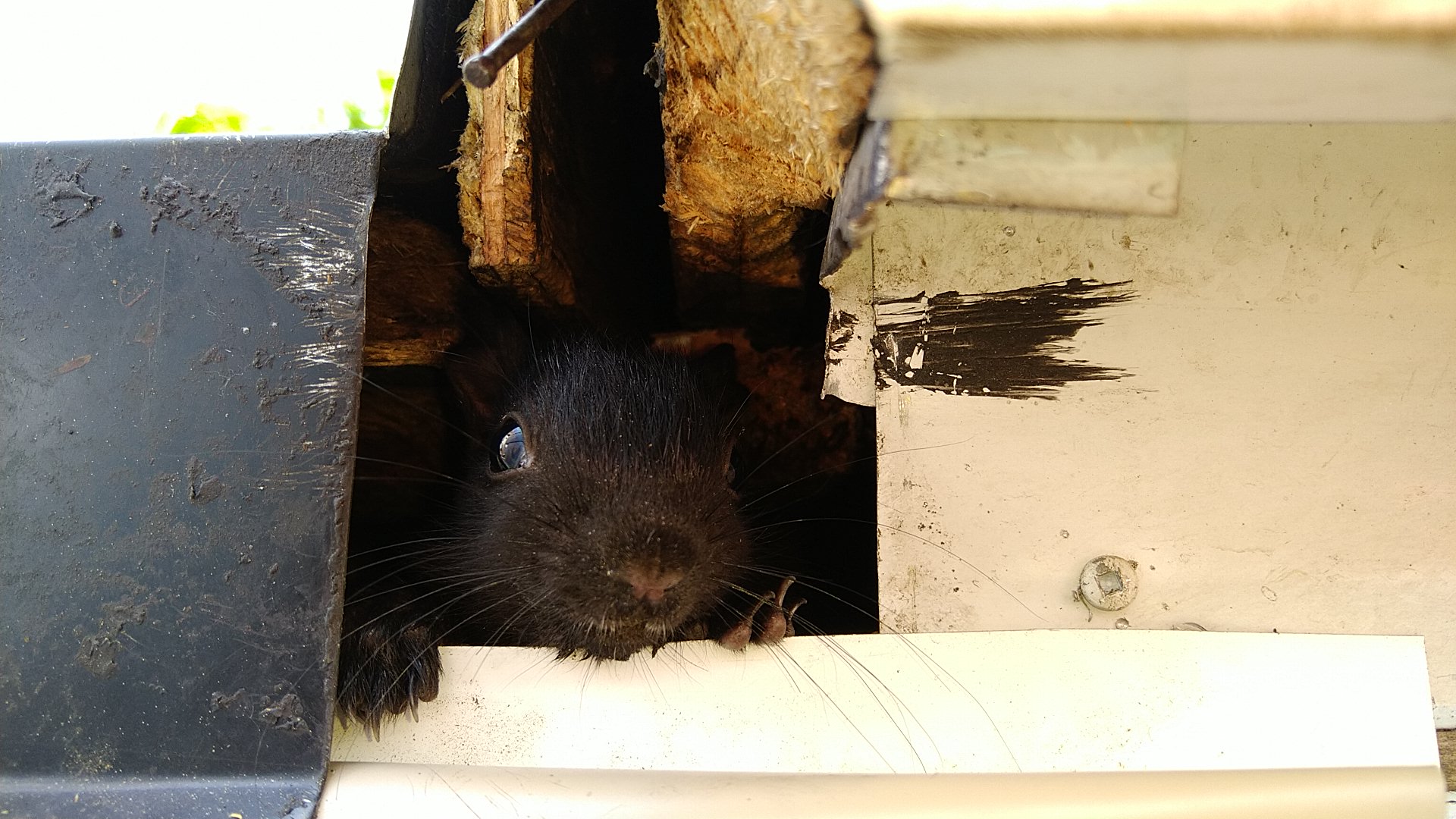 squirrel peeks out of siding on home (2) (1) (1) (2)