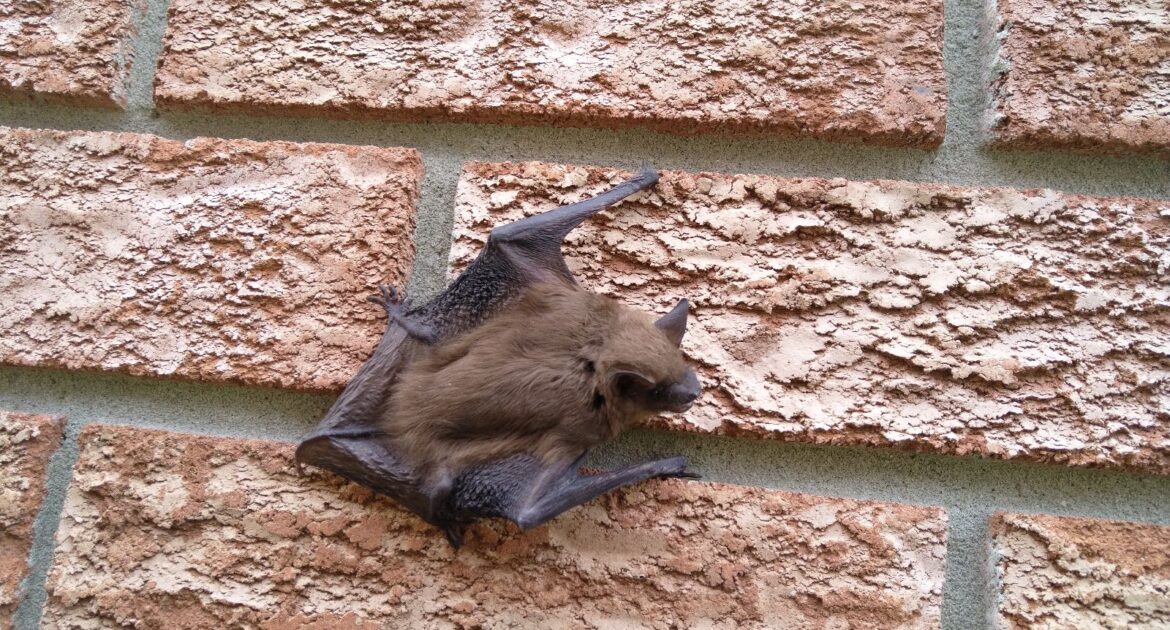 Bat Removal Hamilton