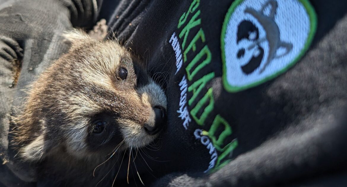 Raccoon Removal Kitchener