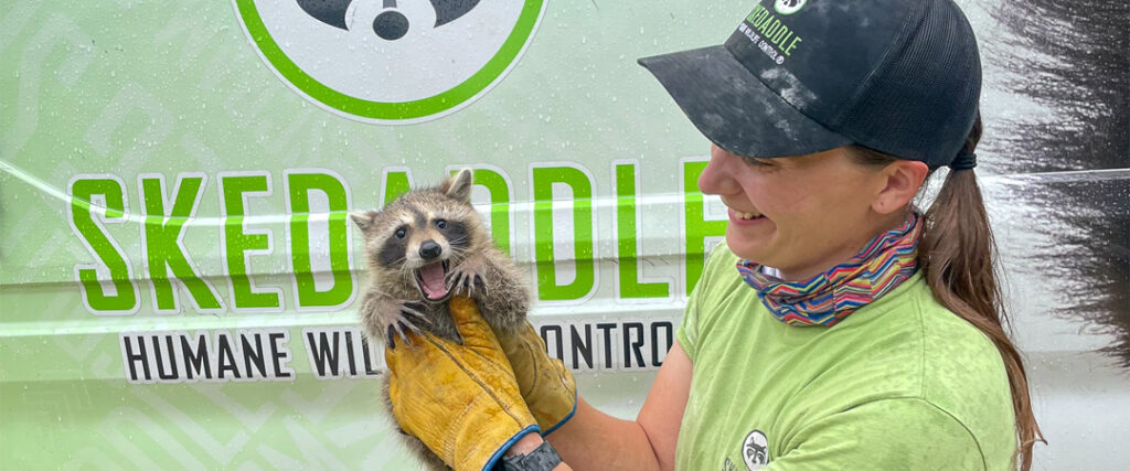 Raccoon Removal Kitchener