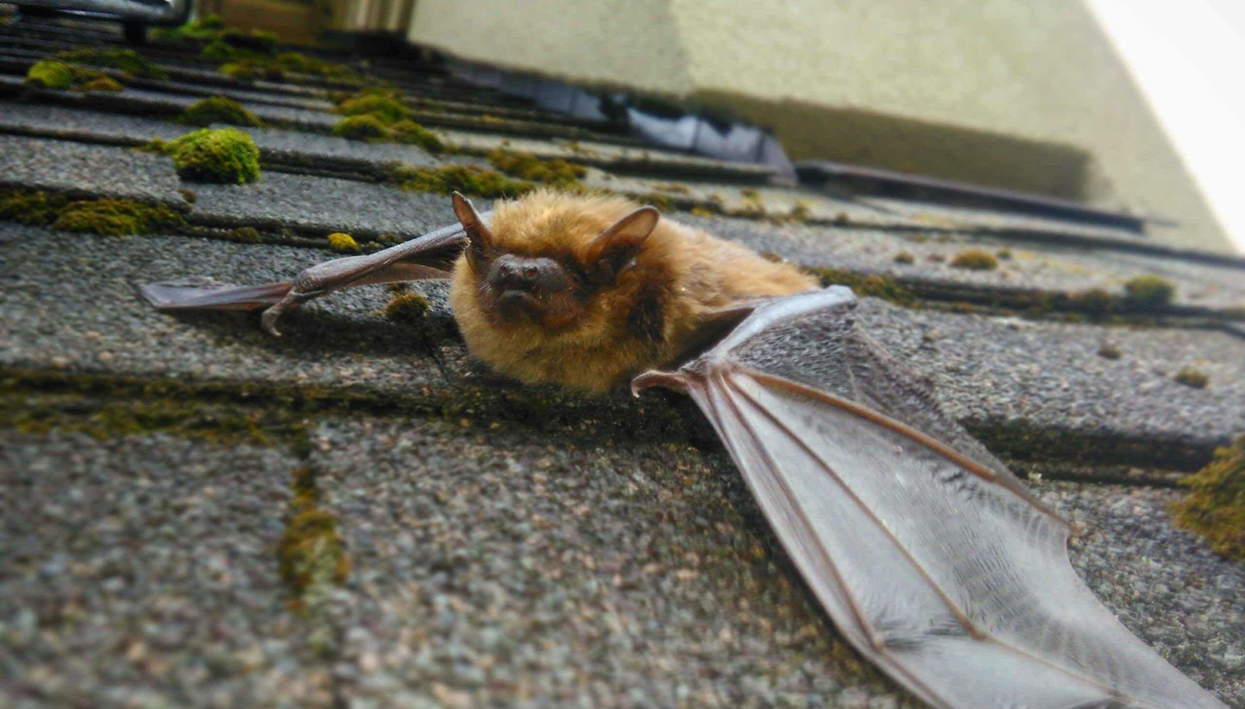 Bat Removal Minneapolis