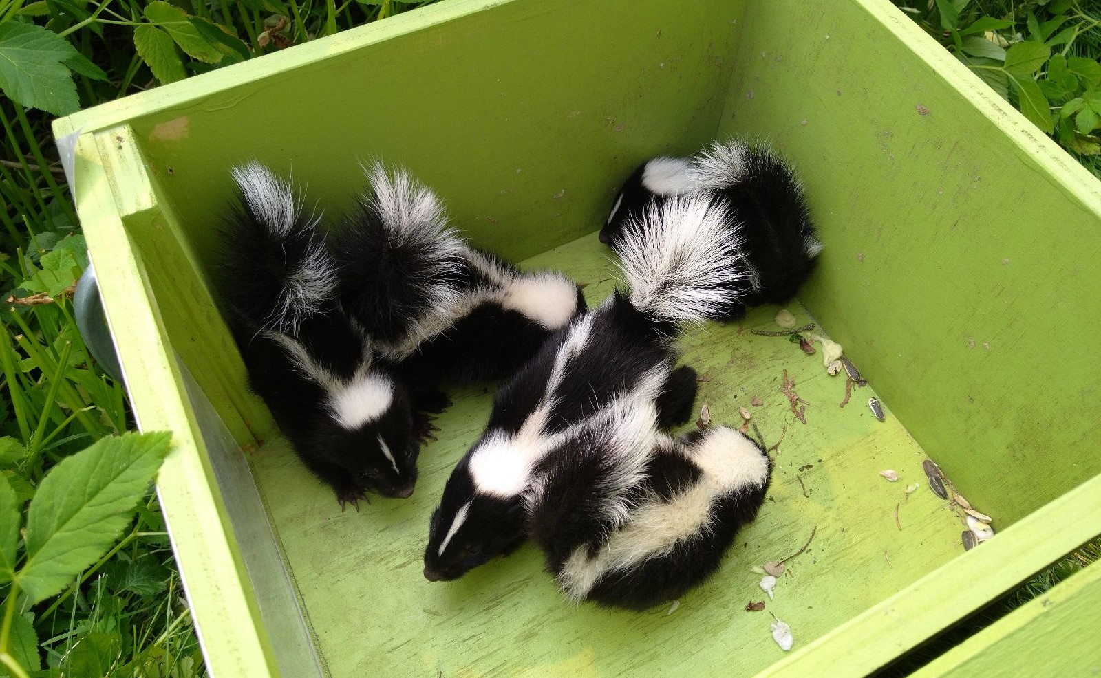 Skunk Removal Anoka County