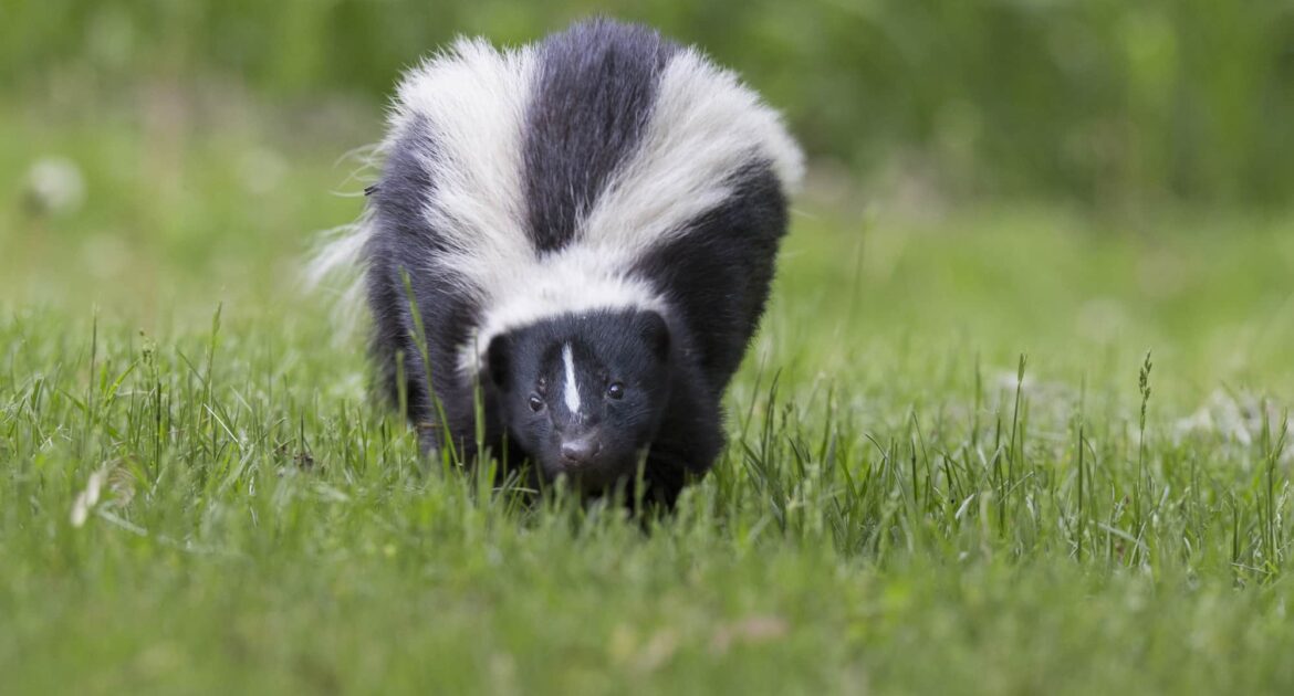 Skunk Removal Niagara