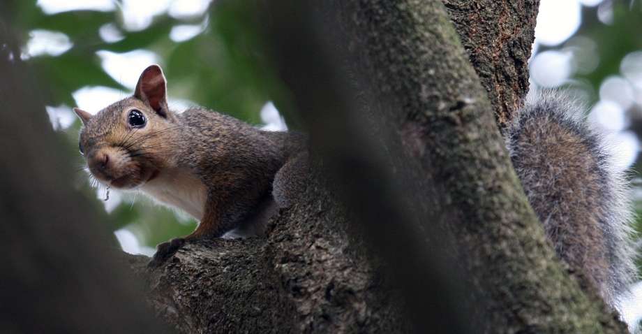 Squirrel Removal Minneapolis