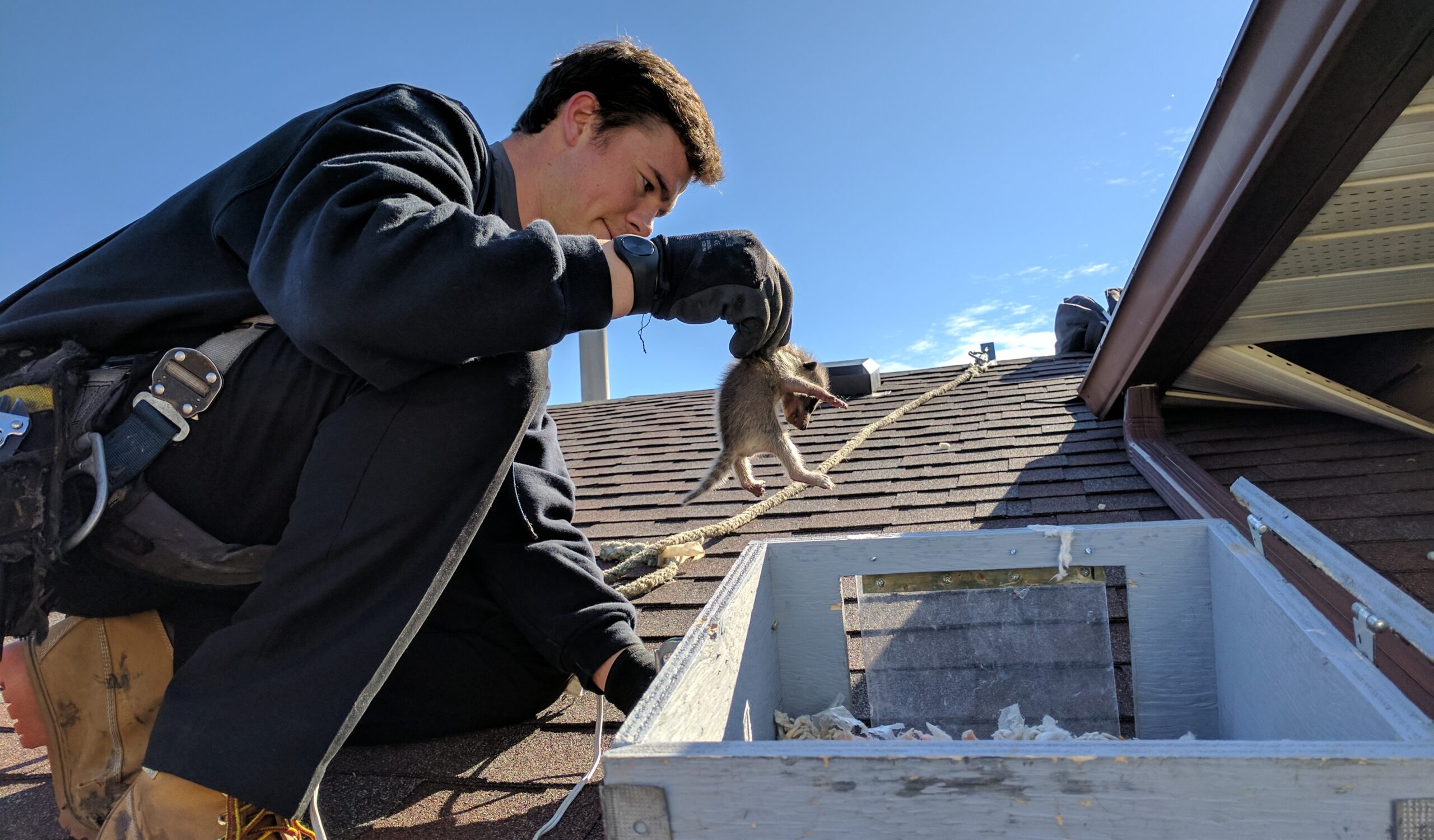 wildlife technician removes baby raccoon from an attic (1)