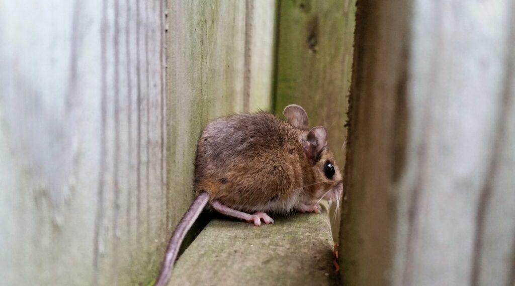 Mouse Removal Anoka County