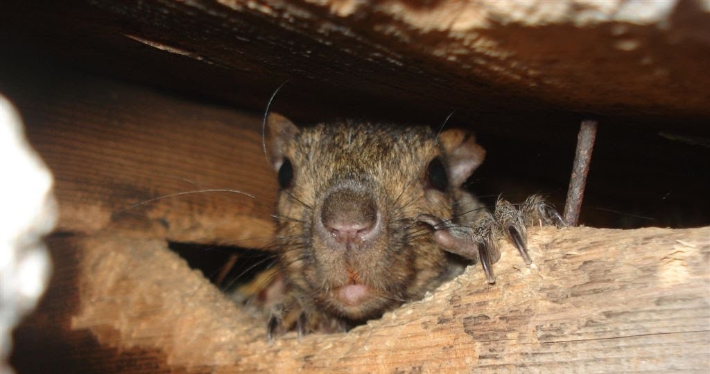 Squirrel Removal Anoka County