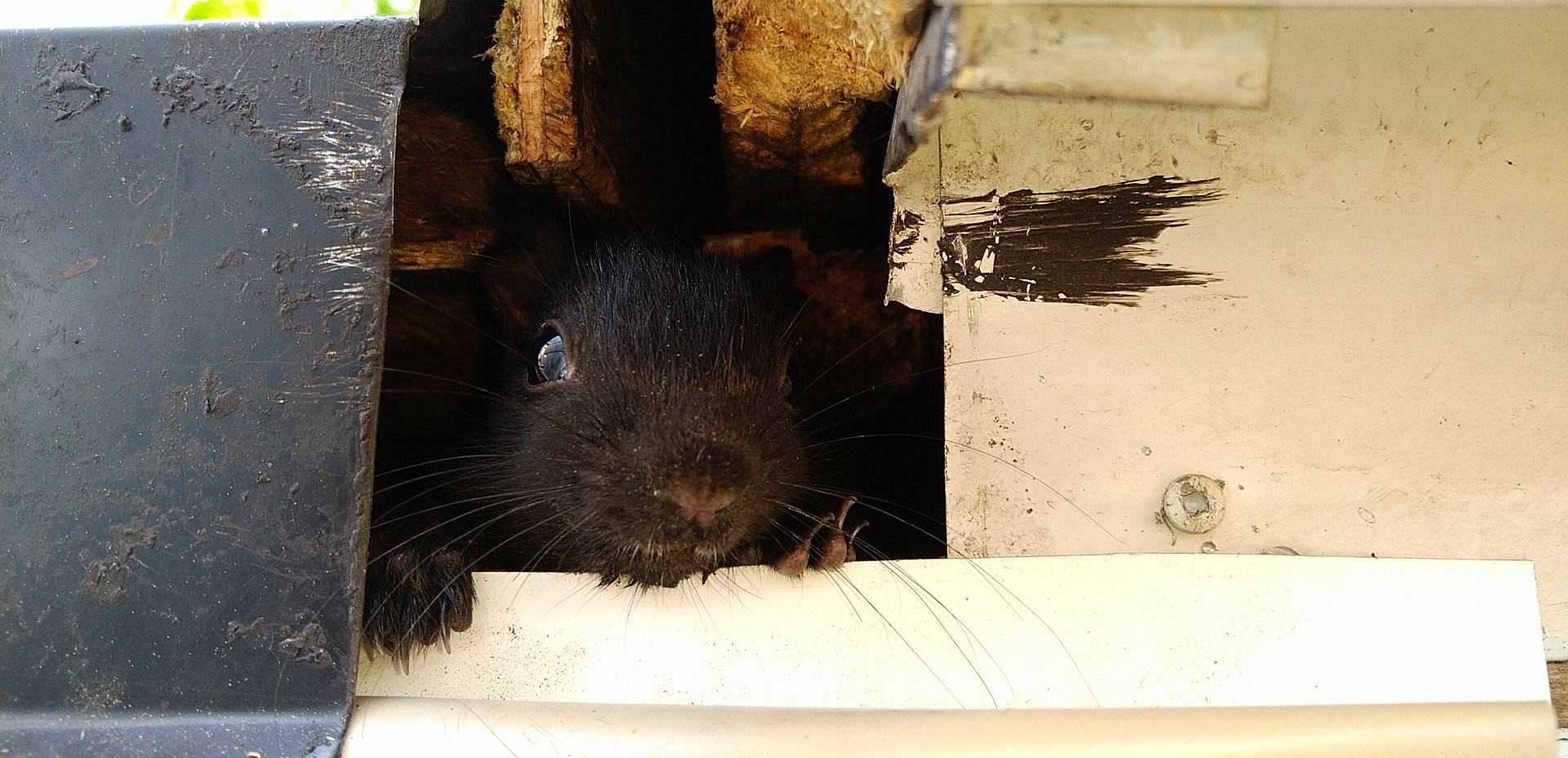 Squirrel Removal Anoka County