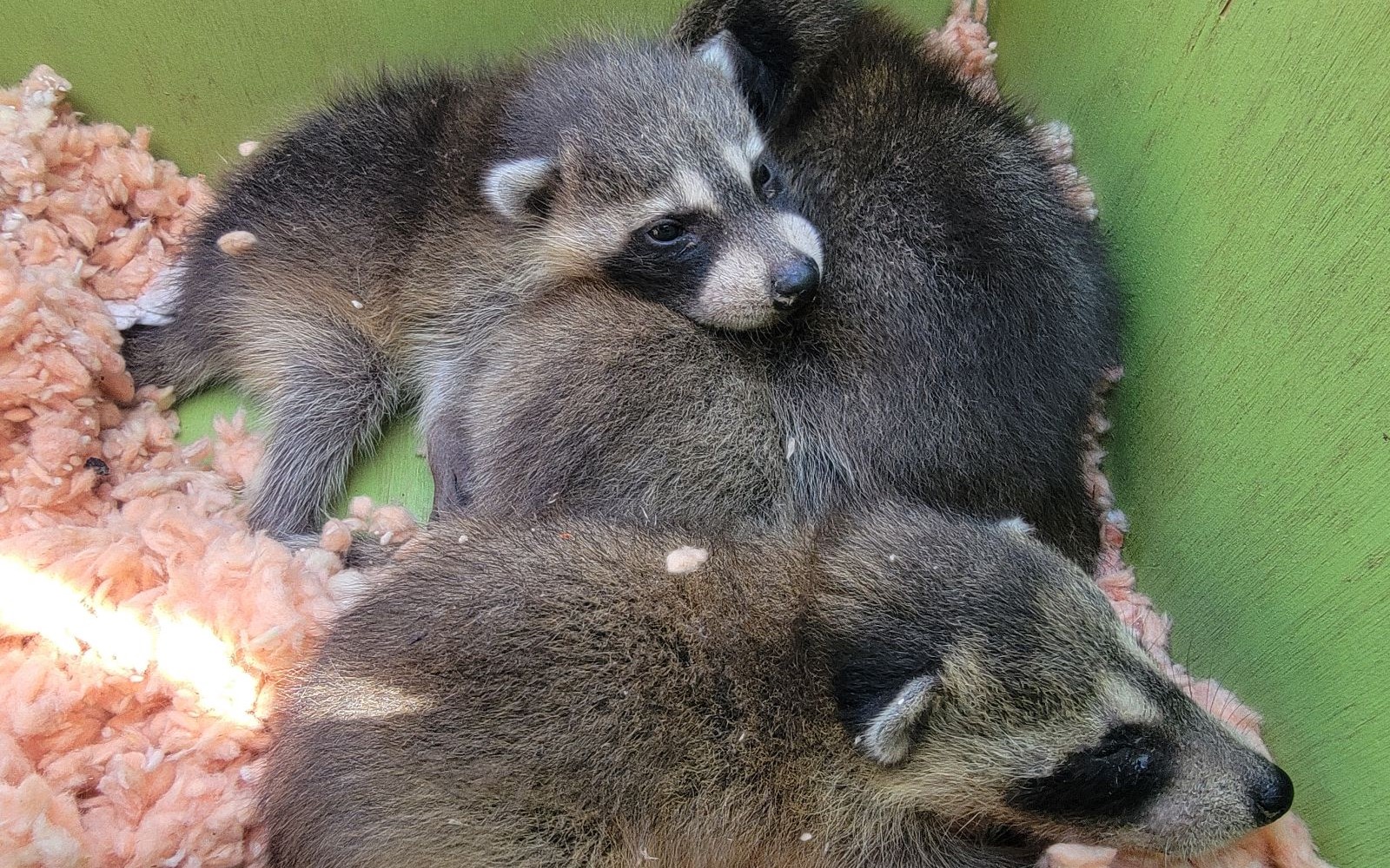 Raccoon Removal Atlanta