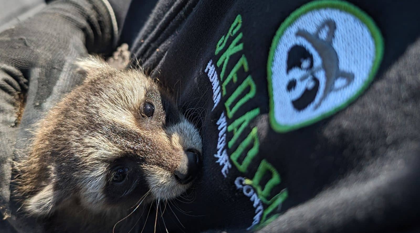 Baltimore Raccoon Removal