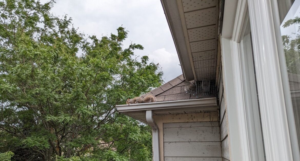 Squirrel Removal Bowie