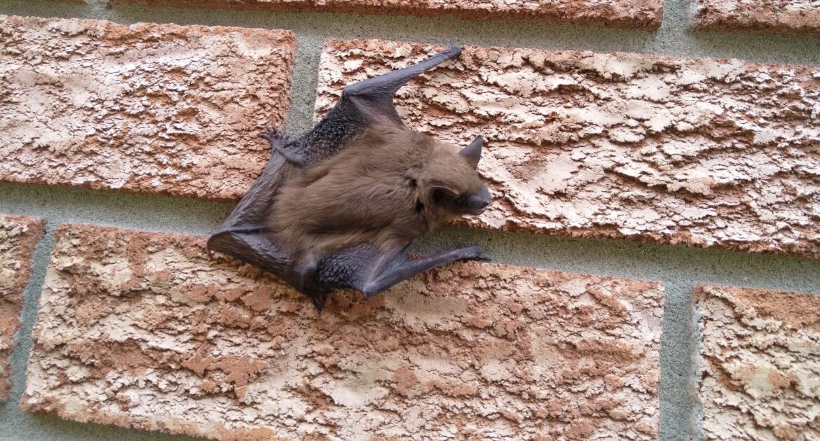 Bat Removal Crofton