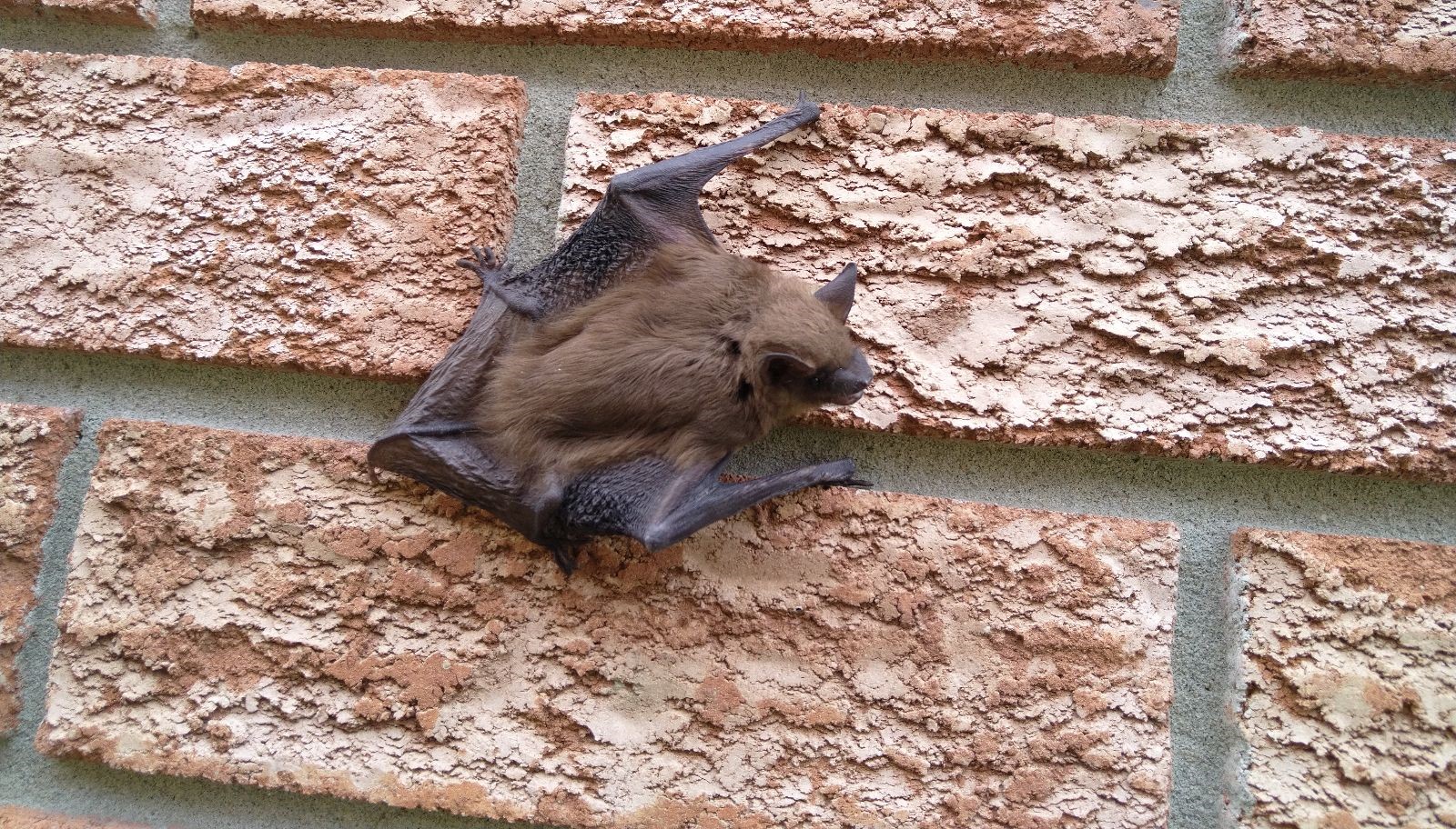 Bat Removal Crofton