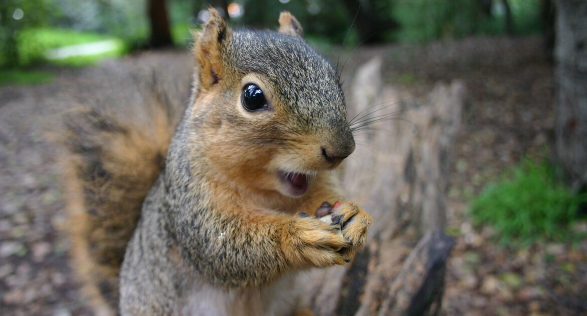 Squirrel Nest Removal East Cobb