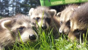 Raccoon Removal Fair Oaks