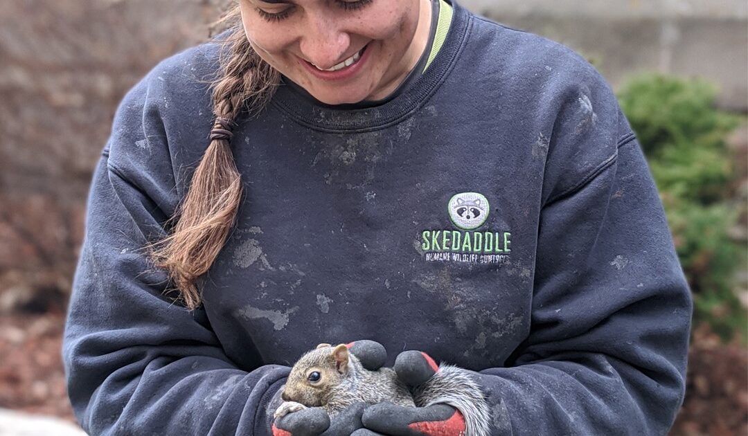 Squirrel Removal Hennepin County