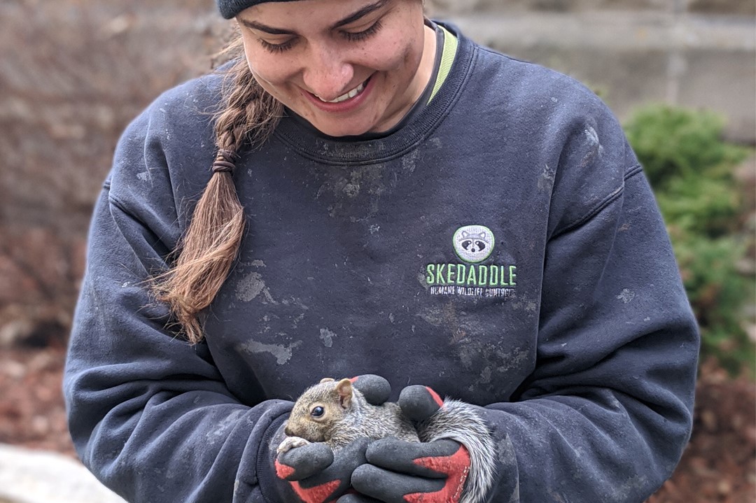 Squirrel Removal Hennepin County