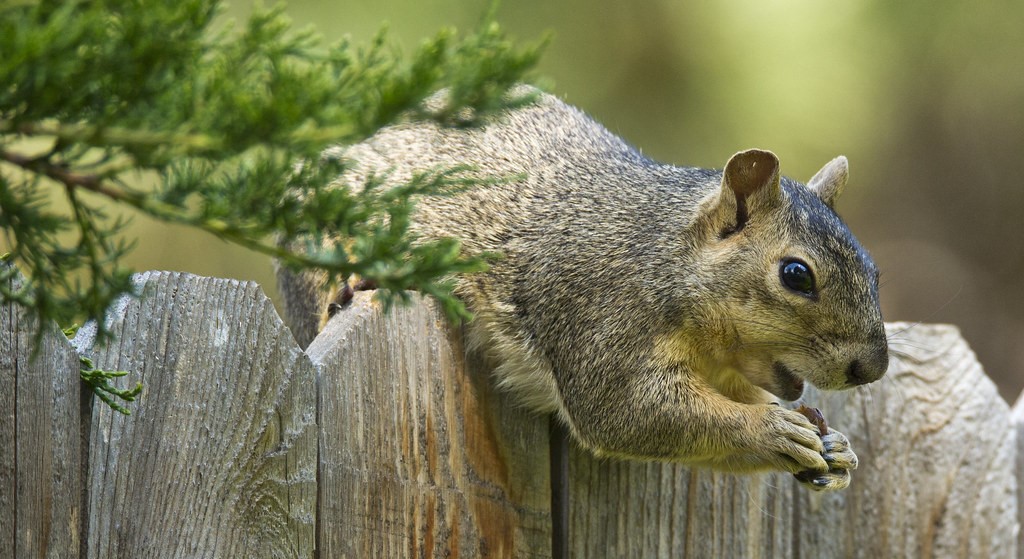 Squirrel Removal Kitchener