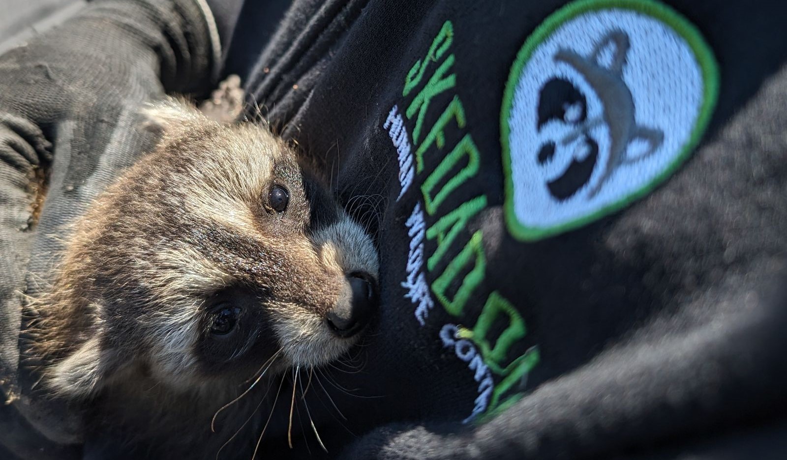 Raccoon Removal Madison