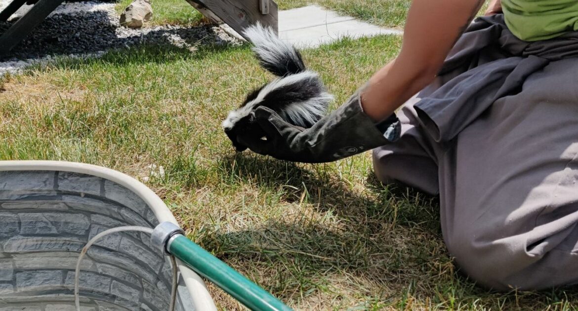 Skunk Removal Marietta