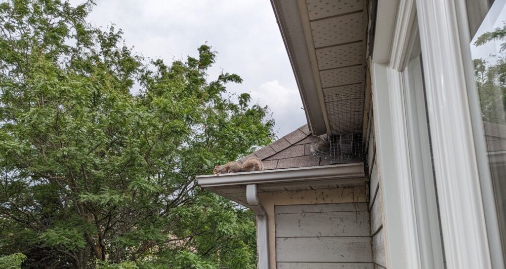 Squirrel Removal Milwaukee