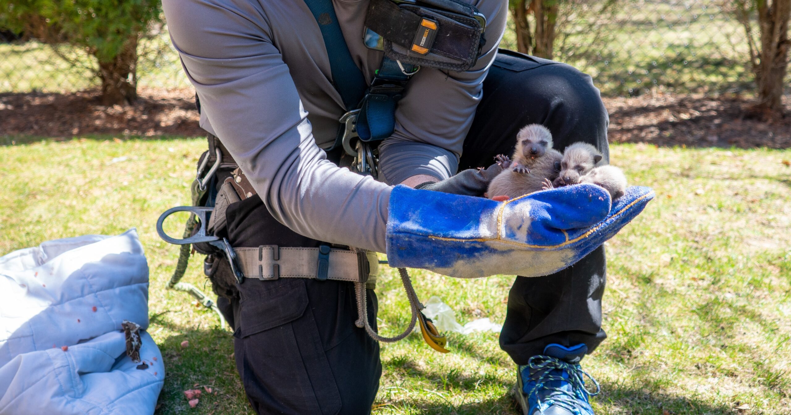 Raccoon Removal Minneapolis