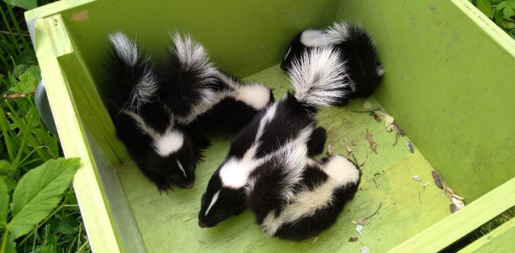 Skunk Removal Mississauga