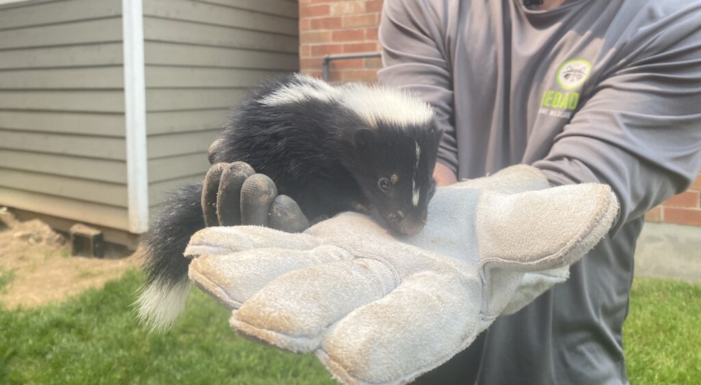 Skunk Removal Mississauga