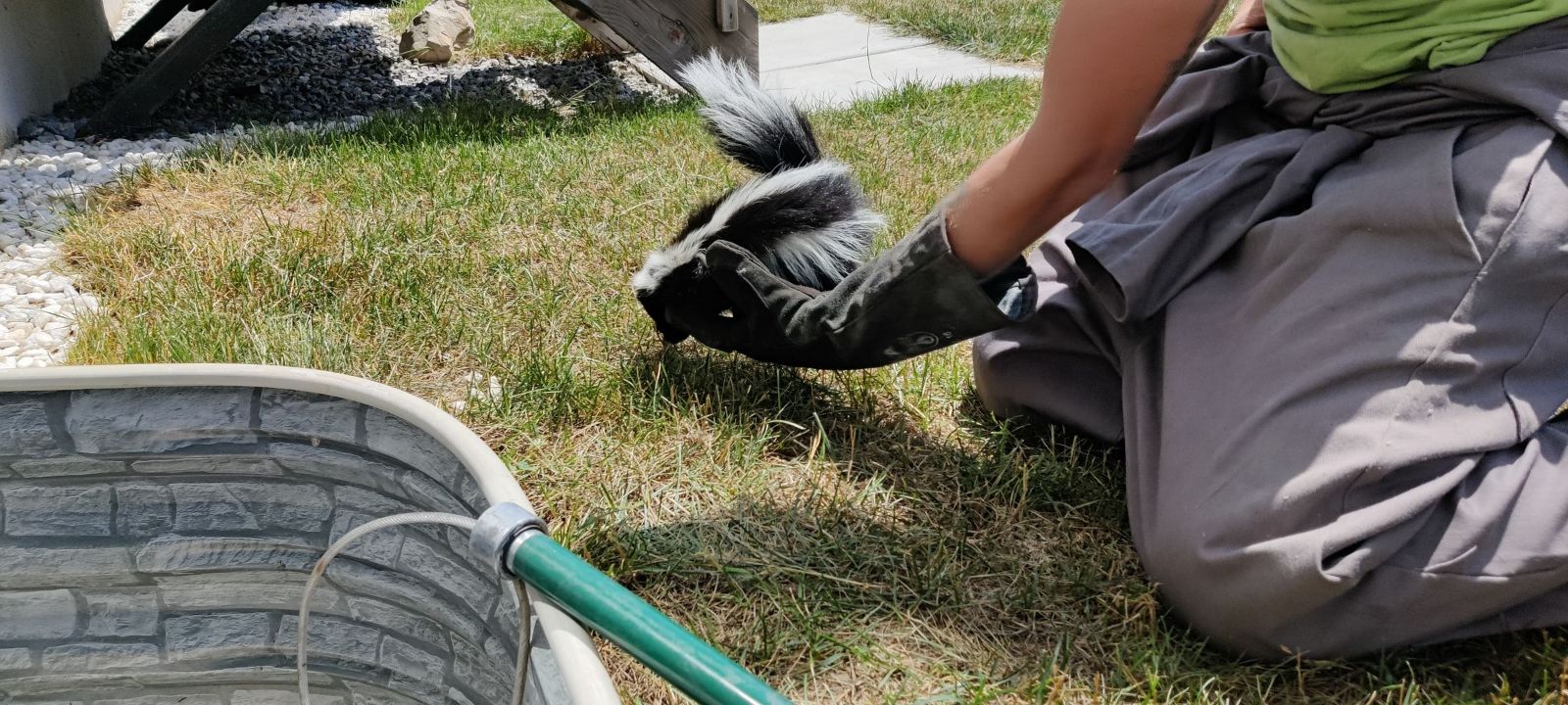 Skunk Removal Mississauga