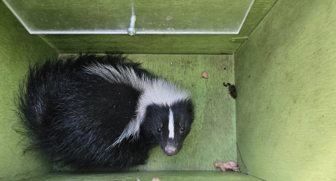 Skunk Removal Montreal