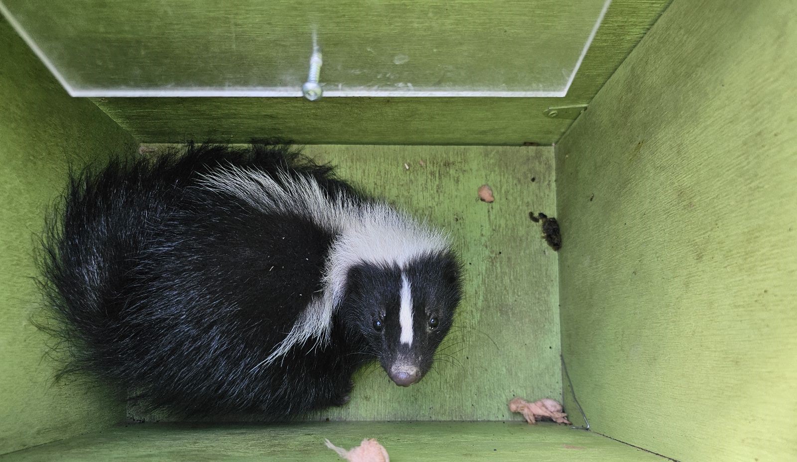 Skunk Removal Montreal