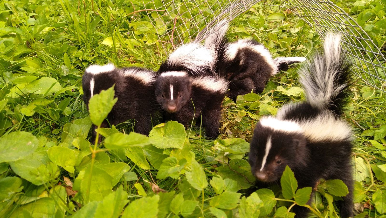 Skunk Removal Oakville